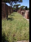 07112 ostia - regio i - insula xii - botteghe (i,xii,7) - porticus an der ostseite - an der semita dei cippi - bli ri norden - 06-2024.jpg